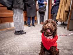 Pebbles in a red sweater